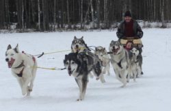 Mooneye Sleddogs