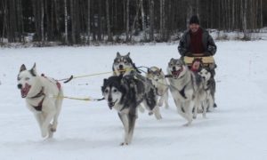 Mooneye Sleddogs