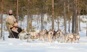 Mooneye Sleddogs