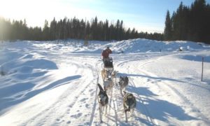 Mooneye Sleddogs