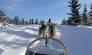 Mooneye Sleddogs