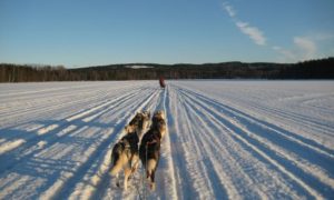 Mooneye Sleddogs