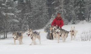 Mooneye Sleddogs