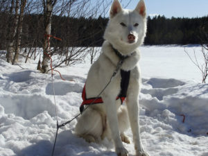 Mooneye Sleddogs - Noatak