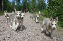 Mooneye Sleddogs